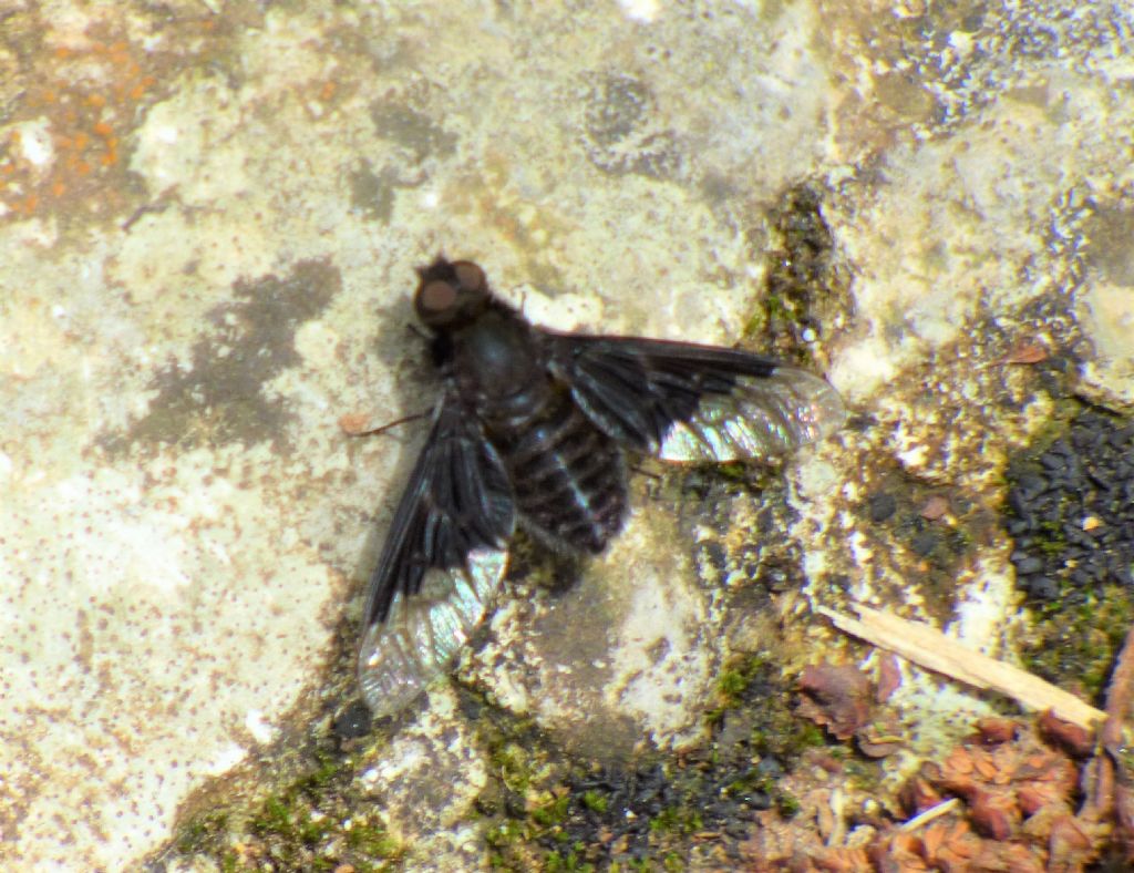 Bombyliidae: Hemipenthes morio